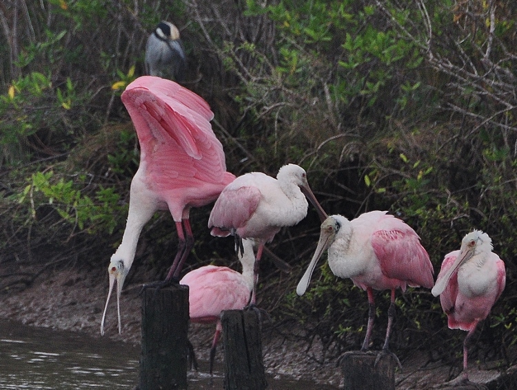 spoonbills